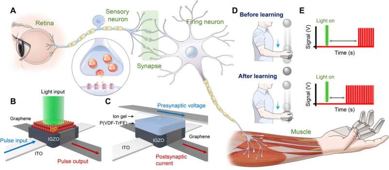 Artificial nervous system uses light sensing to catch objects like humans do