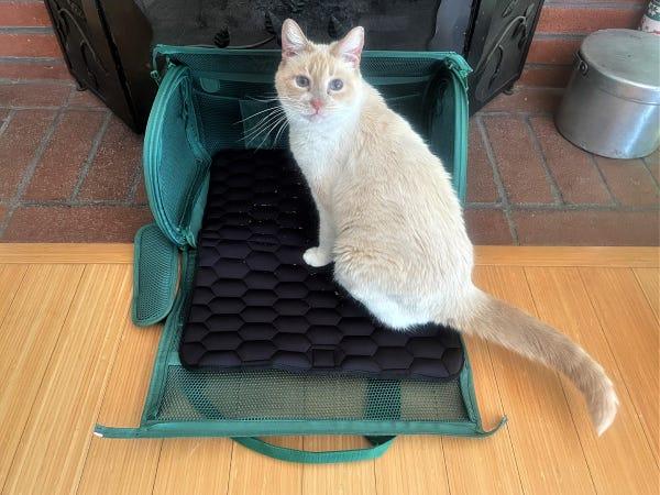 a white and tan cat sitting in unzipped green wild one pet carrier