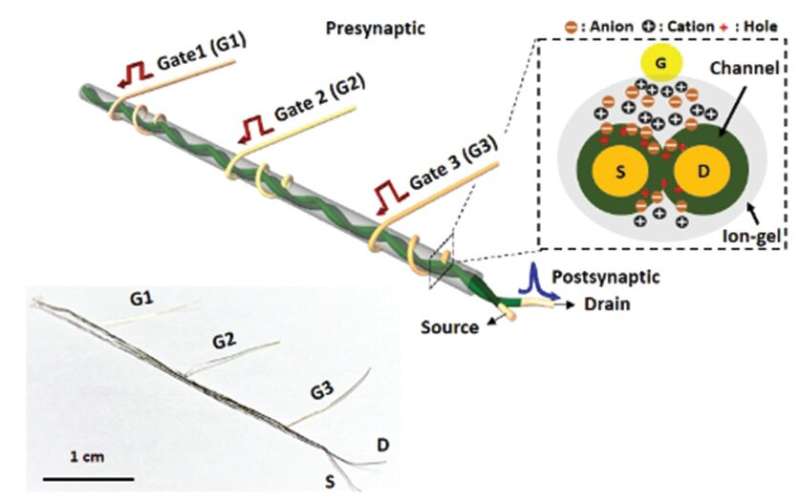 Development of dendritic-network-implementable artificial neurofiber transistors
