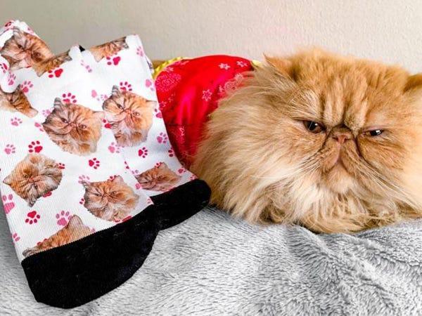 an organge persian cat lying beside Cuddle Clones custom pet socks patterned with its face