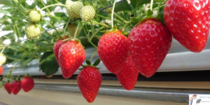 딸기가 더 많은 열매를 맺게 만드는 방법